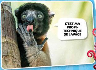 Science & Vie Découvertes 331 BIEN DIT !