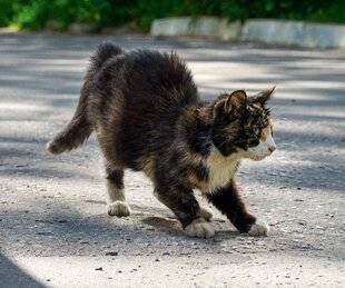 Science & Vie Découvertes 331 POURQUOI MON CHAT ME DONNE DES COUPS DE JUS ?