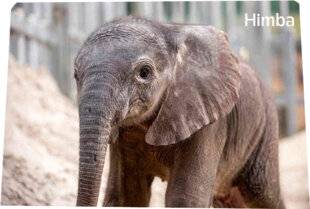 Science & Vie Découvertes 332 GROS BÉBÉS