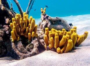Science & Vie Découvertes 332 Les secrets DES ÉPONGES