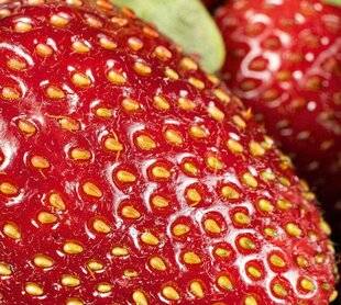 Science & Vie Découvertes 332 POURQUOI Y A-T-IL DES GRAINS SUR UNE FRAISE ?
