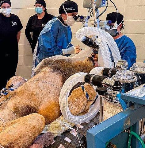 Science & Vie Découvertes 334 L’ACTU ANIMAUX