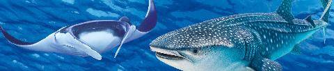 Science & Vie Découvertes 334 RAIEversusREQUIN