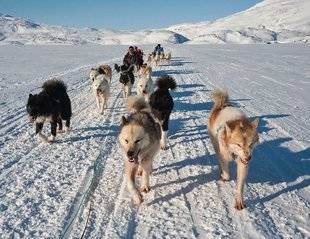 Edition spéciale 49 Un monde de chiens