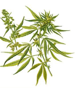 Les Cahiers de Science & Vie 218 LA FOLIE CANNABIS