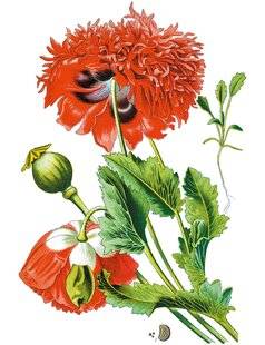 Les Cahiers de Science & Vie 218 DE L'OPIUM AUX OPIOÏDES