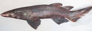 Les Cahiers de Science & Vie 220 LA COMTESSE ET LES POISSONS