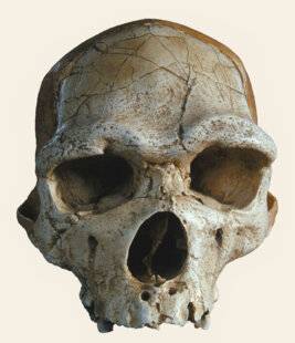 Les Cahiers de Science & Vie 223 TAUTAVEL, SUR LES DENTS