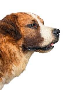 Les Cahiers de Science et Vie 227 CE QUE NOUS AVONS FAIT DU VIVANT