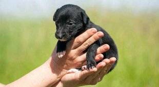 Biba 527 J'ai trouvé un chien, un chat dans la rue, je fais quoi ?