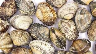 Biba Poche 529 Les coquillages, c'est toute l'année ?