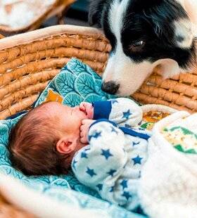 Biba Poche 530 Présenter bébé à son chien