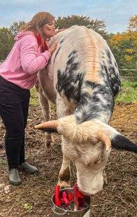 Biba Poche 532 Câliner des vaches, ça fait du bien ?