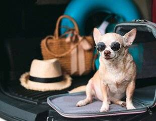 Biba 536 Les compagnies de transports pet-friendly