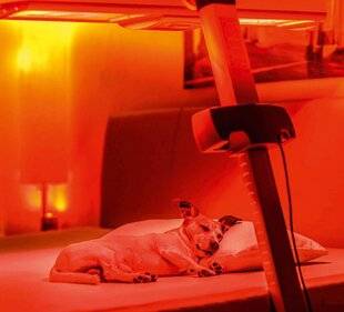 Biba 543 Et si je mettais Médor sous luminothérapie ?