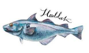 Modes & Travaux 1483 QUE FAIRE AVEC… UN FILET DE HADDOCK