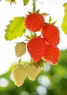 Modes & Travaux 1485 9. Fruits d'exception