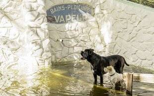 Modes & Travaux 1504 NOS FIDÈLES COMPAGNONS