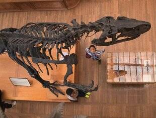 Hors-Séries 172 GALERIE DE PALÉONTOLOGIE ET D'ANATOMIE COMPARÉE