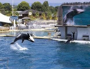Hors-Séries 173 L'AVENIR INCERTAIN DES ORQUES DU MARINELAND