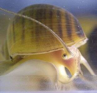 Hors-Séries 174 Œil pour œil