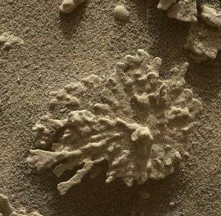 Hors-Séries 174 Du corail sur Mars ?