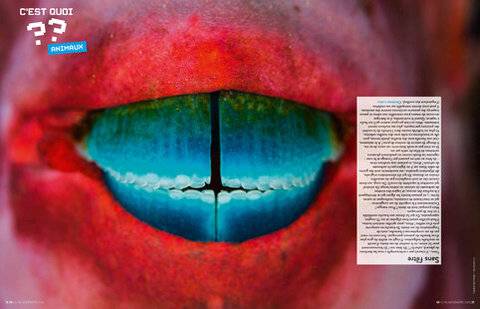 Hors-Séries 174 Animaux