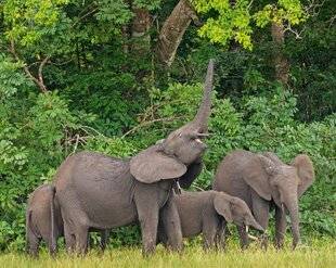 Hors-Séries 175 Bouse précieuse