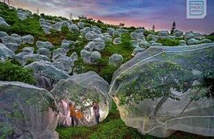 Hors-Séries 175 Fruits défendus