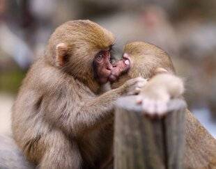 Hors-Séries 176 Le tout premier