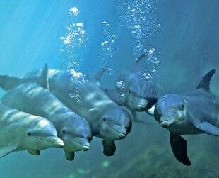 Hors-Séries 176 LES ANIMAUX SUR ÉCOUTE