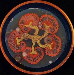 Hors-Séries 177 LES MICROBES, C'EST DE LA SCIENCE ET MÊME... DE L'ART