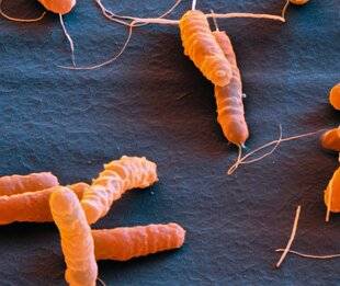 Hors-Séries 178 Helicobacter pylori La bactérie qui ulcère