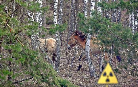 Hors-Séries 179 Réserve naturelle de Tchernobyl