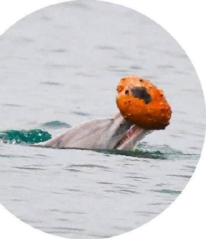 Hors-Séries 180 Pêche à la coquille