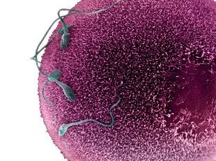 Science & Vous par Science et Vie 40 Lorsqu'on fait un bébé, l'ovule choisit-il le spermatozoïde ?