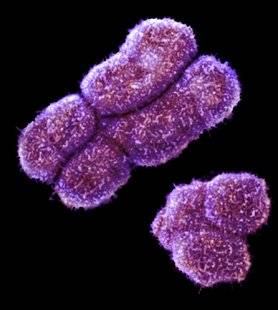Science & Vous par Science et Vie 40 Les hermaphrodites sont-ils XX ou XY ?