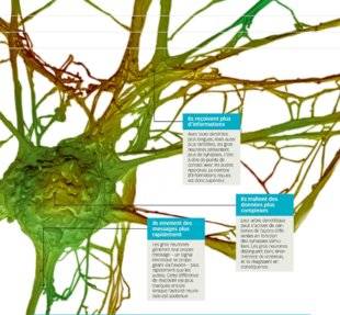 Science & Vous par Science et Vie 40 Les personnes plus intelligentes ont-elles des neurones plus gros ?