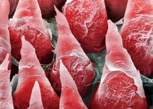 Science & Vous par Science et Vie 40 ... le piment met-il le feu dans la bouche ?