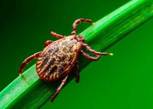 Science & Vous par Science et Vie 40 Faut-il se faire tester contre la maladie de Lyme ?