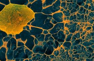 Science & Vous par Science et Vie 40 Comment régénérer…