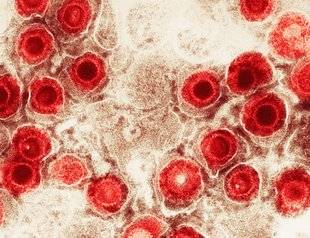 Science & Vous par Science et Vie 40 Peut-on espérer un vaccin contre l'herpès génital ?