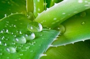 Science & Vous par Science et Vie 40 Comment l'aloe vera atténue-t-il les usures de la peau ?