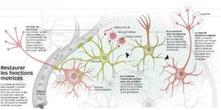Science & Vous par Science et Vie 40 Sait-on régénérer des neurones ?