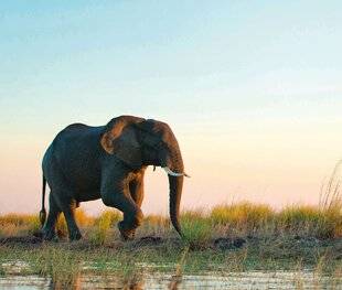 hors-séries 91 Renouer avec son corps à la façon des animaux sauvages