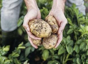 Marmiton 79 Quelle pomme de terre pour quelle recette ?