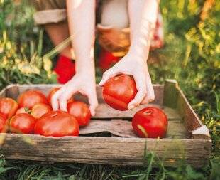 Marmiton 84 La tomate, on en fait tout un plat !