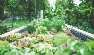 Marmiton 85 Créer son petit potager ce n'est pas si compliqué !