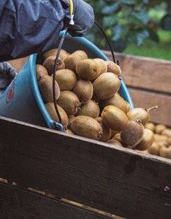 Marmiton 86 Le kiwi de l'Adour Le trésor du Sud-Ouest