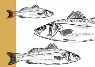 Marmiton 86 DES ÉTALS À L'ASSIETTE